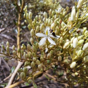 Mordellidae (family) at Justice Robert Hope Reserve (JRH) - 16 Dec 2023