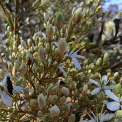 Mordellidae (family) at Justice Robert Hope Reserve (JRH) - 16 Dec 2023