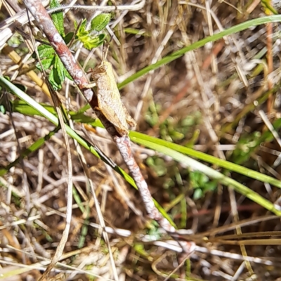 Phaulacridium vittatum (Wingless Grasshopper) at Justice Robert Hope Reserve (JRH) - 16 Dec 2023 by abread111