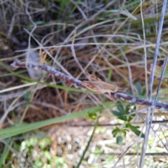 Phaulacridium vittatum at Justice Robert Hope Reserve (JRH) - 16 Dec 2023 10:42 AM