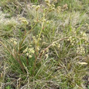 Aciphylla simplicifolia at Kosciuszko National Park - 14 Dec 2023