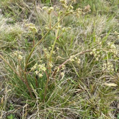 Aciphylla simplicifolia (Mountain Aciphyll) at Kosciuszko National Park - 13 Dec 2023 by SteveBorkowskis