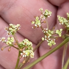 Aciphylla simplicifolia at Kosciuszko National Park - suppressed