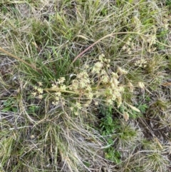 Aciphylla simplicifolia at Kosciuszko National Park - 14 Dec 2023