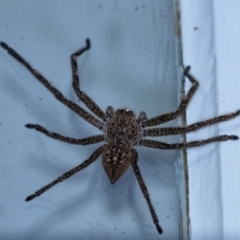 Neosparassus calligaster (Beautiful Badge Huntsman) at Wingecarribee Local Government Area - 15 Dec 2023 by Aussiegall