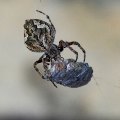 Unidentified Spider at Penrose - 15 Dec 2023 by Aussiegall