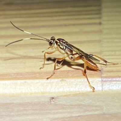 Ichneumonidae (family) (Unidentified ichneumon wasp) at QPRC LGA - 16 Dec 2023 by SteveBorkowskis