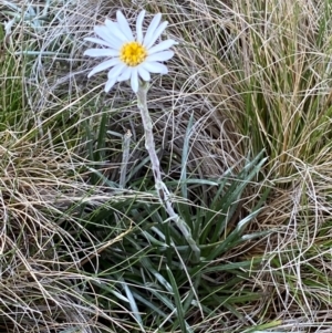 Celmisia tomentella at Kosciuszko National Park - 14 Dec 2023