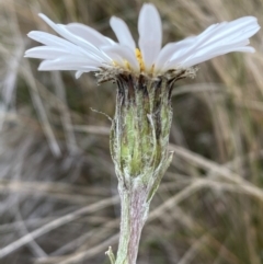 Celmisia tomentella at Kosciuszko National Park - suppressed