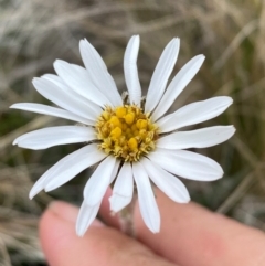 Celmisia tomentella at Kosciuszko National Park - 14 Dec 2023