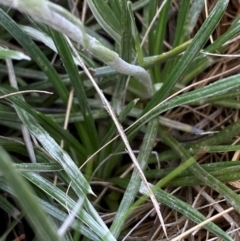 Celmisia tomentella at Kosciuszko National Park - 14 Dec 2023