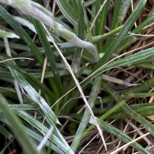 Celmisia tomentella at Kosciuszko National Park - 14 Dec 2023