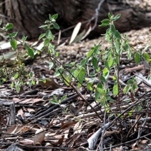 Pomaderris pallida at Higgins Woodland - 16 Dec 2023