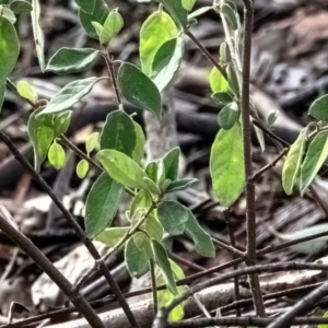 Pomaderris pallida at Higgins Woodland - 16 Dec 2023 05:03 PM