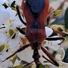 Gminatus australis (Orange assassin bug) at Watson, ACT - 15 Dec 2023 by abread111