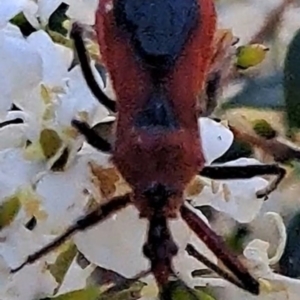 Gminatus australis at Justice Robert Hope Reserve (JRH) - 16 Dec 2023 10:51 AM