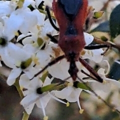 Gminatus australis at Justice Robert Hope Reserve (JRH) - 16 Dec 2023