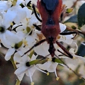 Gminatus australis at Justice Robert Hope Reserve (JRH) - 16 Dec 2023