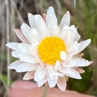 Leucochrysum alpinum (Alpine Sunray) at Kosciuszko National Park - 13 Dec 2023 by SteveBorkowskis