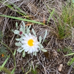 Leucochrysum alpinum at Kosciuszko National Park - suppressed