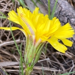 Microseris lanceolata (Yam Daisy) at Kosciuszko National Park - 13 Dec 2023 by SteveBorkowskis