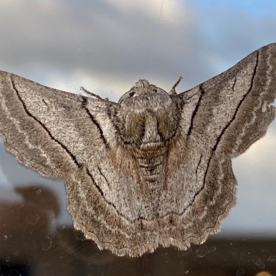 Hypobapta (genus) (A Geometer moth) at Jindabyne, NSW - 13 Dec 2023 by SteveBorkowskis