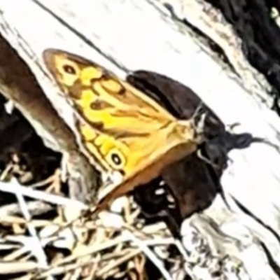 Heteronympha merope (Common Brown Butterfly) at Watson, ACT - 16 Dec 2023 by abread111