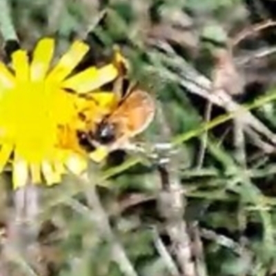 Apis mellifera (European honey bee) at Watson, ACT - 16 Dec 2023 by abread111