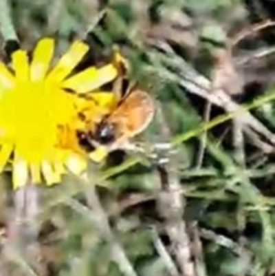 Apis mellifera (European honey bee) at Justice Robert Hope Reserve (JRH) - 17 Dec 2023 by abread111