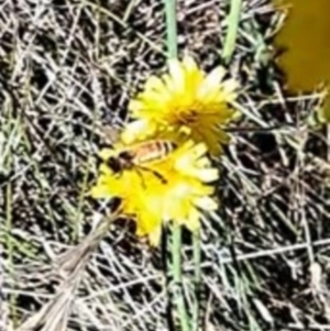 Apis mellifera at Justice Robert Hope Reserve (JRH) - 17 Dec 2023 12:35 AM