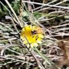 Apis mellifera at Justice Robert Hope Reserve (JRH) - 17 Dec 2023 12:35 AM