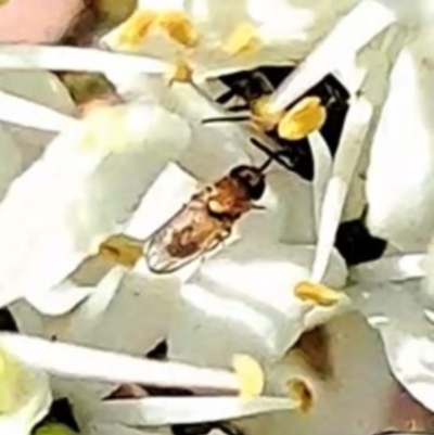 Lauxaniidae (family) at Justice Robert Hope Reserve (JRH) - 16 Dec 2023 by abread111