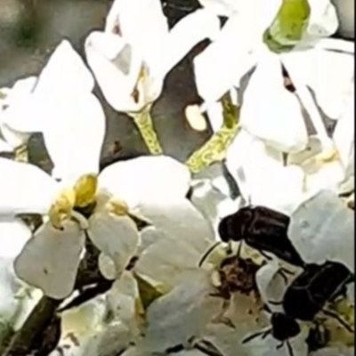 Mordellidae (family) (Unidentified pintail or tumbling flower beetle) at Watson Woodlands - 16 Dec 2023 by abread111