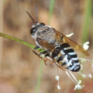 Bembix sp. (genus) at QPRC LGA - 15 Dec 2023