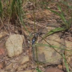 Bembix sp. (genus) at QPRC LGA - 15 Dec 2023 12:07 PM