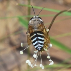 Bembix sp. (genus) at QPRC LGA - 15 Dec 2023 12:07 PM