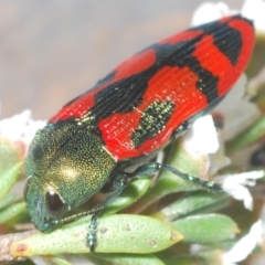 Castiarina ignota (A Jewel Beetle) at Bywong, NSW - 16 Dec 2023 by Harrisi