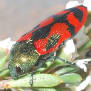 Castiarina ignota at Bywong, NSW - 16 Dec 2023 09:42 PM