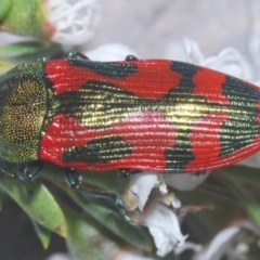 Castiarina ignota at Bywong, NSW - 16 Dec 2023 09:42 PM