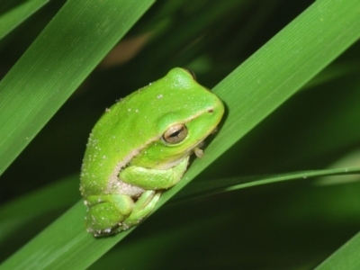 Litoria nudidigita (Narrow-fringed Tree-frog) at QPRC LGA - 15 Dec 2023 by Harrisi