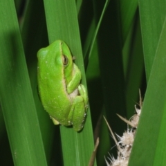 Litoria nudidigita at QPRC LGA - 15 Dec 2023