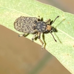 Rhinaria sp. (genus) at QPRC LGA - 17 Dec 2023