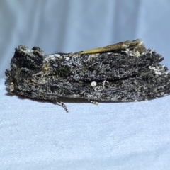 Neola semiaurata (Wattle Notodontid Moth) at QPRC LGA - 16 Dec 2023 by SteveBorkowskis