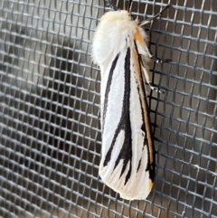 Paramsacta marginata (Donovan's Tiger Moth) at Jindabyne, NSW - 14 Dec 2023 by SteveBorkowskis