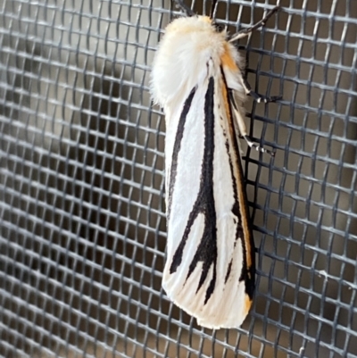 Paramsacta marginata (Donovan's Tiger Moth) at Jindabyne, NSW - 14 Dec 2023 by SteveBorkowskis