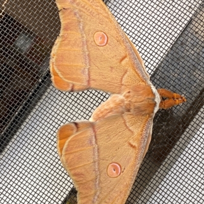 Opodiphthera helena (Helena Gum Moth) at Jindabyne, NSW - 14 Dec 2023 by SteveBorkowskis