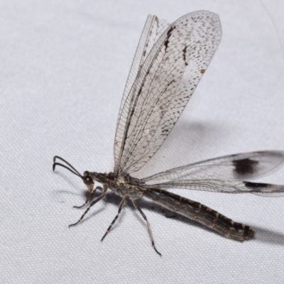 Glenoleon meteoricus (Patch-wing Glenoleon) at QPRC LGA - 11 Dec 2023 by DianneClarke