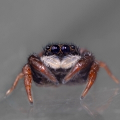 Apricia jovialis (Jovial jumping spider) at Aranda, ACT - 14 Dec 2023 by MarkT