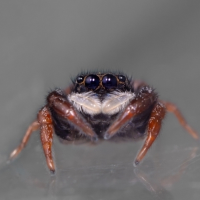 Apricia jovialis (Jovial jumping spider) at Aranda, ACT - 14 Dec 2023 by MarkT