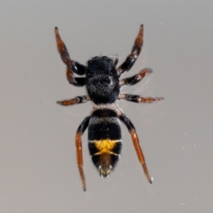 Apricia jovialis at Aranda, ACT - 15 Dec 2023